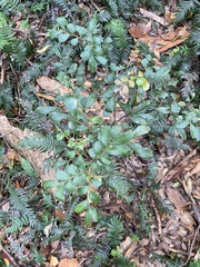 Cupaniopsis shirleyana