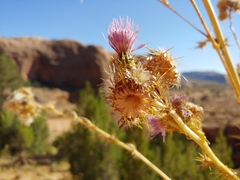Cirsium rydbergii
