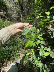 Cryptocarya macdonaldii
