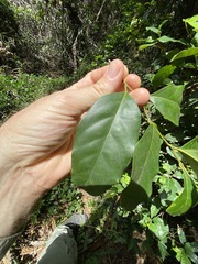 Cryptocarya macdonaldii