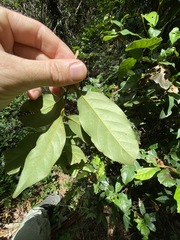 Cryptocarya macdonaldii