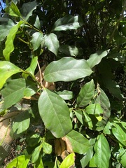 Cryptocarya macdonaldii