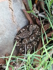Bothrops pubescens