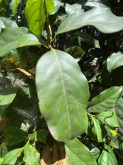 Cryptocarya macdonaldii