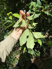 Cryptocarya macdonaldii