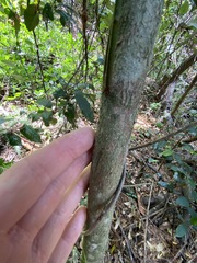 Cryptocarya macdonaldii