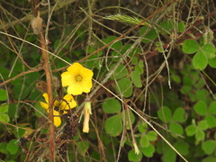 Oxalis lotoides