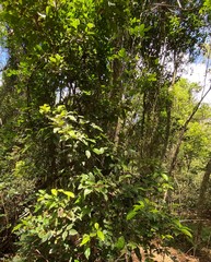 Cryptocarya macdonaldii
