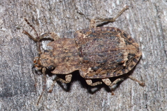 Syrphetodes marginatus