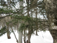 Abies holophylla