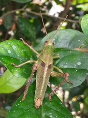 Romaleinae