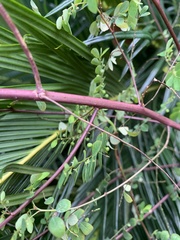 Phyllanthus