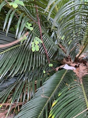 Phyllanthus