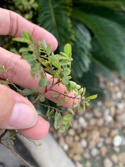Phyllanthus