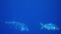 Coryphaena equiselis