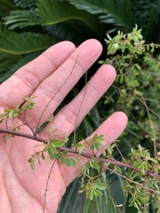 Phyllanthus