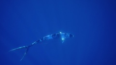 Coryphaena equiselis