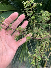Phyllanthus