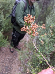Epacris lanuginosa