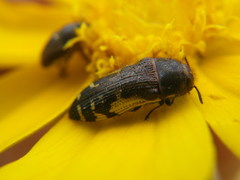 Acmaeodera pulchella