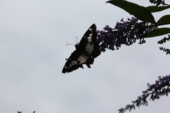 Satarupa nymphalis