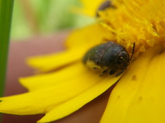 Acmaeodera pulchella