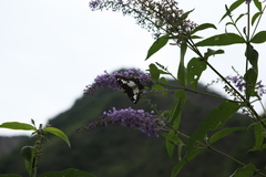Satarupa nymphalis