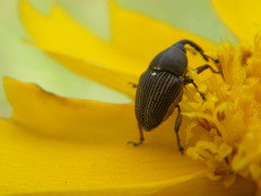 Odontocorynus umbellae