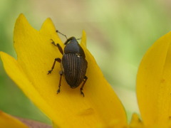 Odontocorynus umbellae