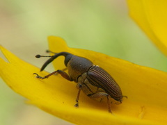 Odontocorynus umbellae