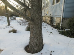 Pseudolarix amabilis