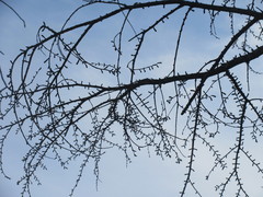 Pseudolarix amabilis