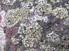 Acarospora glaucocarpa