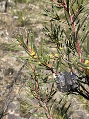 Hakea pachyphylla