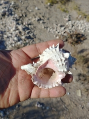 Phyllonotus erythrostomus