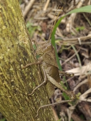 Romaleinae