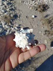 Phyllonotus erythrostomus