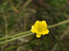 Ranunculus praemorsus