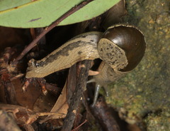 Megaustenia imperator