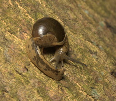 Megaustenia imperator