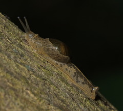 Megaustenia imperator