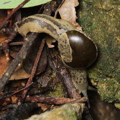 Megaustenia imperator