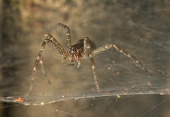 Dendrolycosa