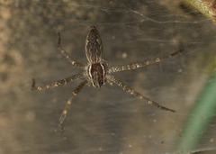 Dendrolycosa
