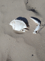 Callinectes bellicosus