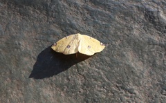 Perusia aurantiacaria