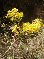 Dendrophorbium