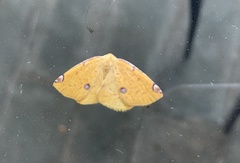 Perusia aurantiacaria