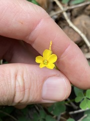 Oxalis chnoodes