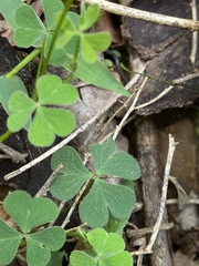 Oxalis chnoodes